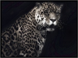 Tło, Jaguar, Czarne